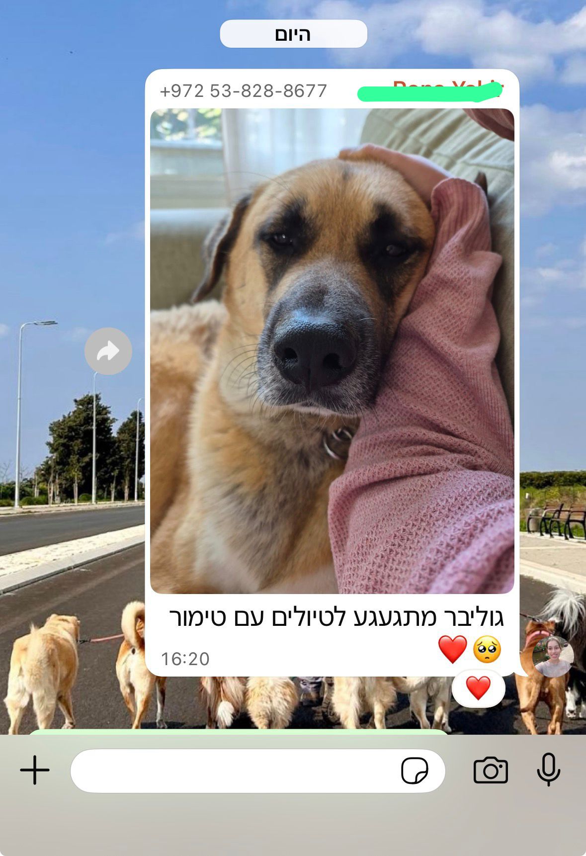 המלצה 5